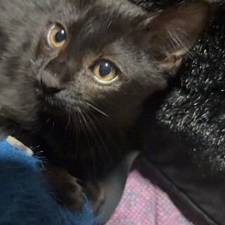 くろみちゃん家族募集中です。