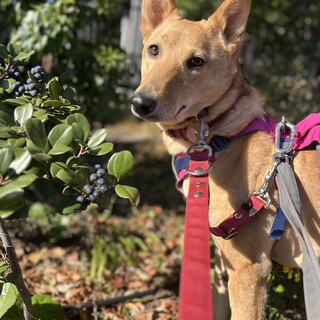 愛らしいキツネ顔♥美しくて穏やかな女の子