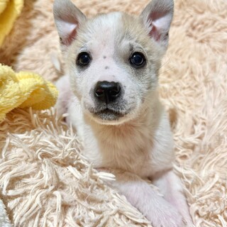 おぞうにくん　大きなお目々のきゅるるん男子