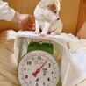 おぞうにくん　大きなお目々のきゅるるん男子 サムネイル2