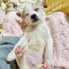 おぞうにくん　大きなお目々のきゅるるん男子 サムネイル4