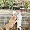 おぞうにくん　大きなお目々のきゅるるん男子 サムネイル5