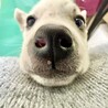 おぞうにくん　大きなお目々のきゅるるん男子 サムネイル6