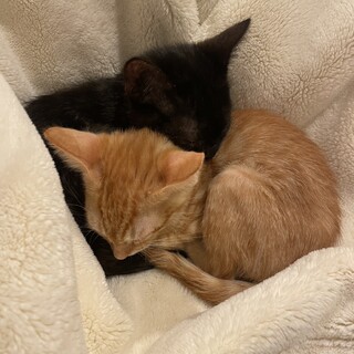 茶白と黒サビの子猫メス2匹です