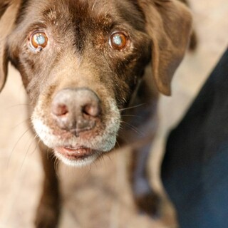 絶望しかなかった人生。茶ラブの男の子