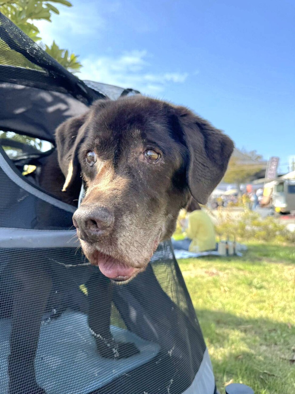 絶望しかなかった人生。茶ラブの男の子 サムネイル4