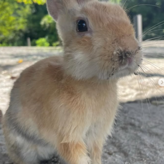 大久野島　医療保護救出　幼いうさぎ　らら　♀