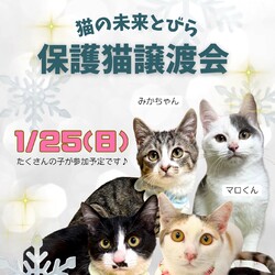 ★猫の未来とびら譲渡会★東銀座徒歩2分★東劇隣