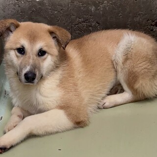 可愛い野犬の子犬【ミート】ちゃん