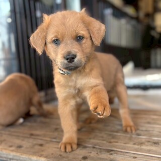 2ヶ月齢☆クルクルくせっ毛の【キャンドル君】