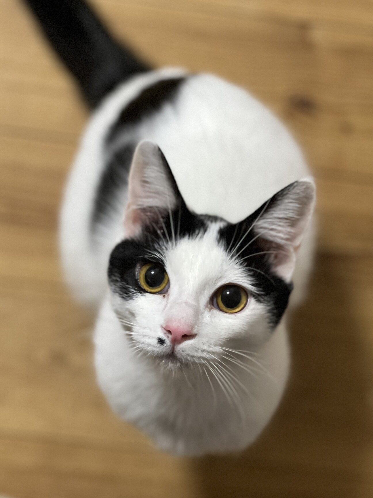 ホクロがチャームポイント！やっくん サムネイル1