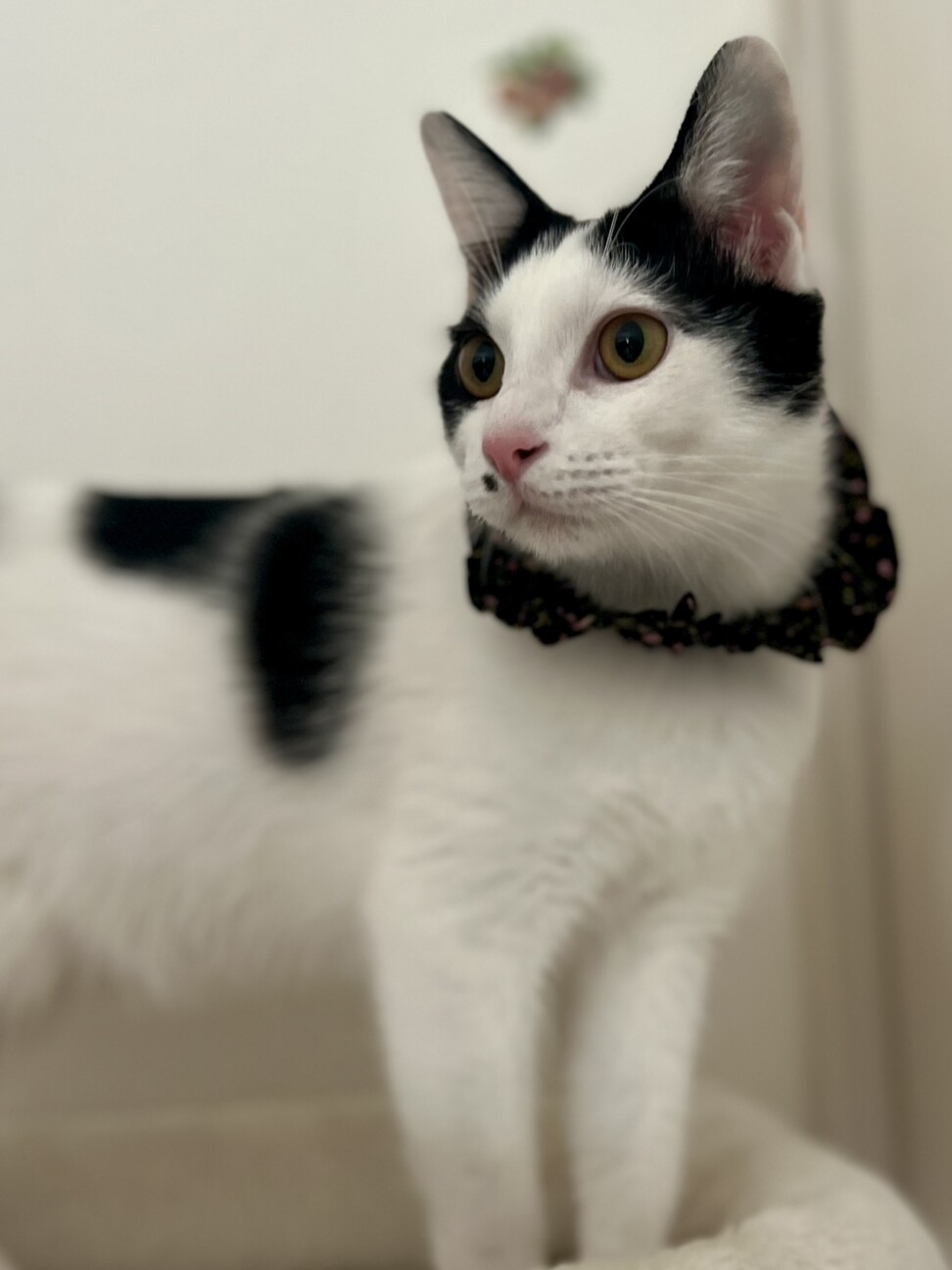 ホクロがチャームポイント！やっくん サムネイル2