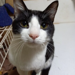 譲渡会参加予定★生き延びたあさひ君去勢済