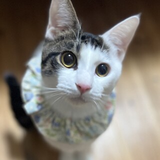 イケメン十和くん