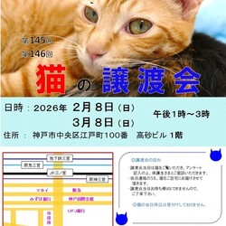 猫の譲渡会in神戸三宮 ¨ 猫のミーナ ¨ サムネイル1