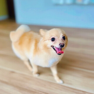 ポメチワ♂募集