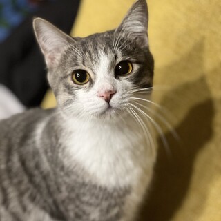 ウサギしっぽのリラちゃん