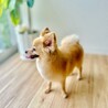ポメチワ♂募集 サムネイル2
