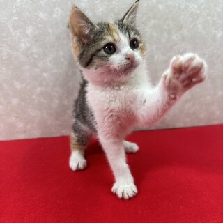 �V�b�|�ӂ�ӂ�܂�ۂ��ږڂ̔��L���������