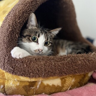 子育て頑張ったライラックちゃん