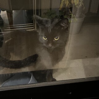 【白血病でもお友達が欲しい！】穏やかな黒猫ちゃん