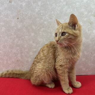 ���ΖʂȂ̂ɉ��̂��e�ߊ����N���s�v�c�ȔL������