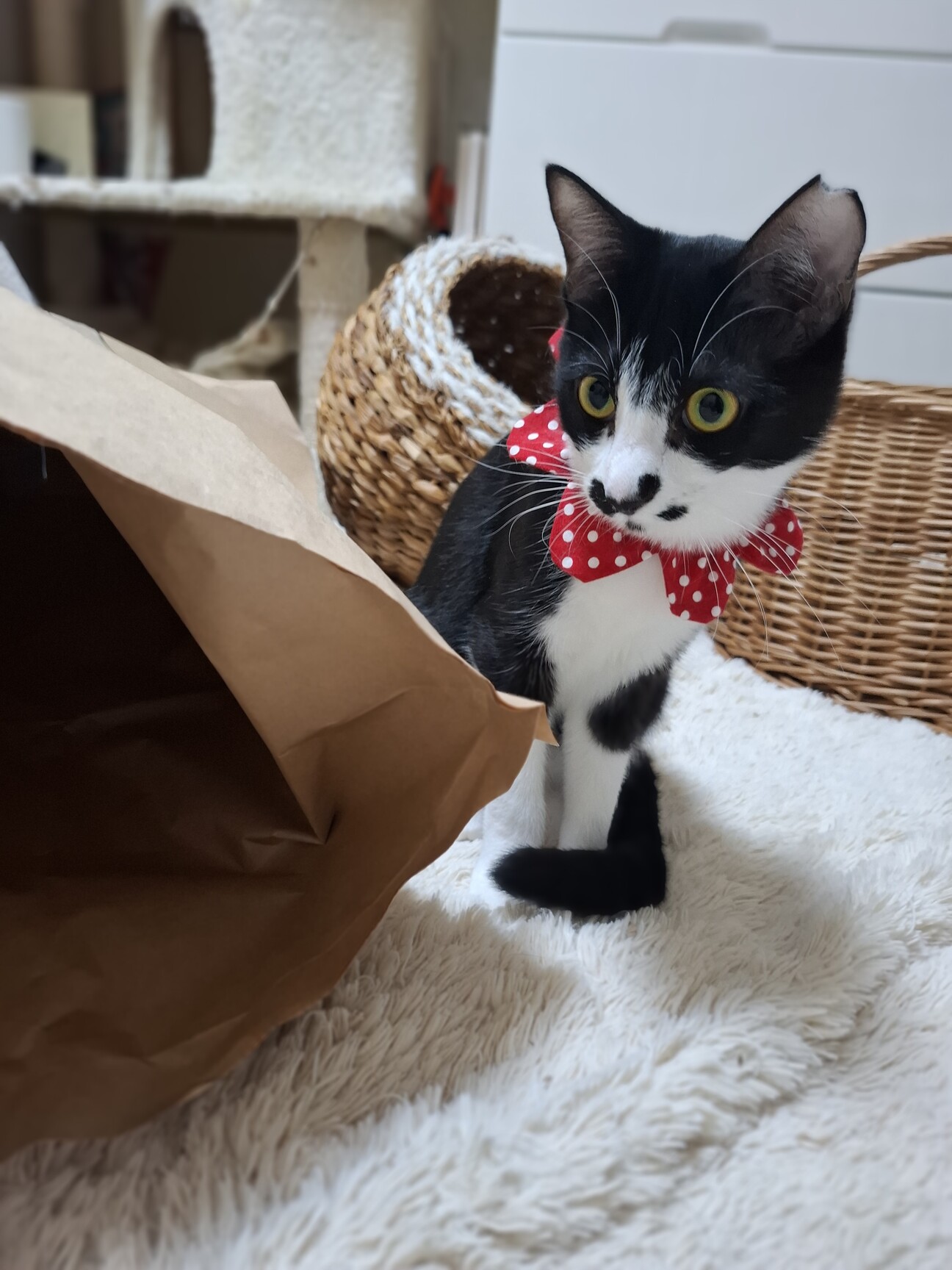 人慣ればっちり抱っこOK♡まりんちゃん8か月 サムネイル1