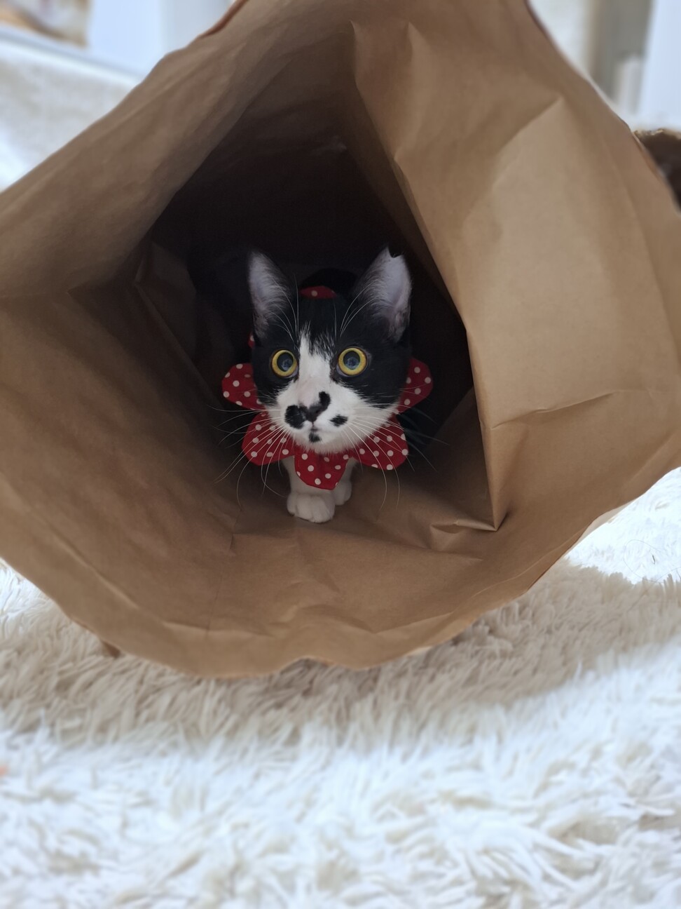 人慣ればっちり抱っこOK♡まりんちゃん8か月 サムネイル4