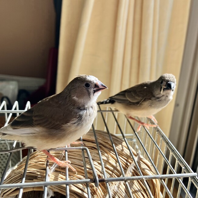 キンカ724のカバー写真