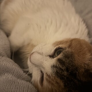 里親募集してます