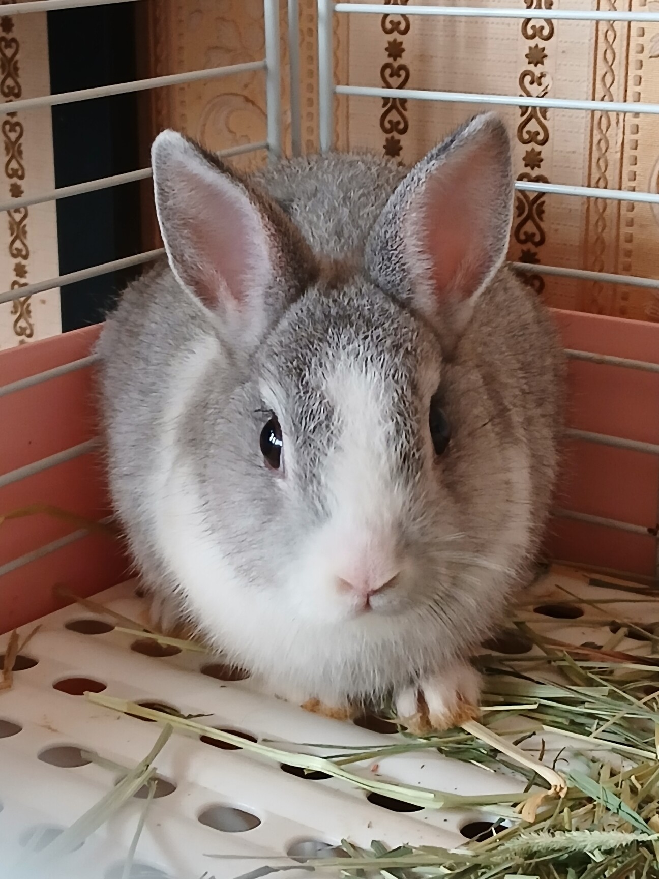 緊急急募！24日昼間これ」静岡県 - 小動物の里親募集(534272) 1枚