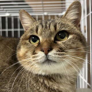 【キジトラ】たんちゃん