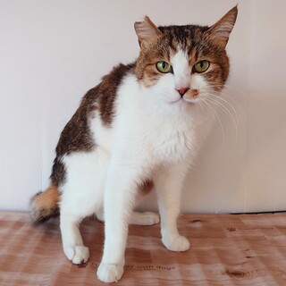 【2/22三田】1匹飼育向き！穏やかで甘えん坊