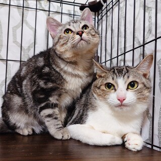 【4/5三田】アメショ風柄★おとなしい性格