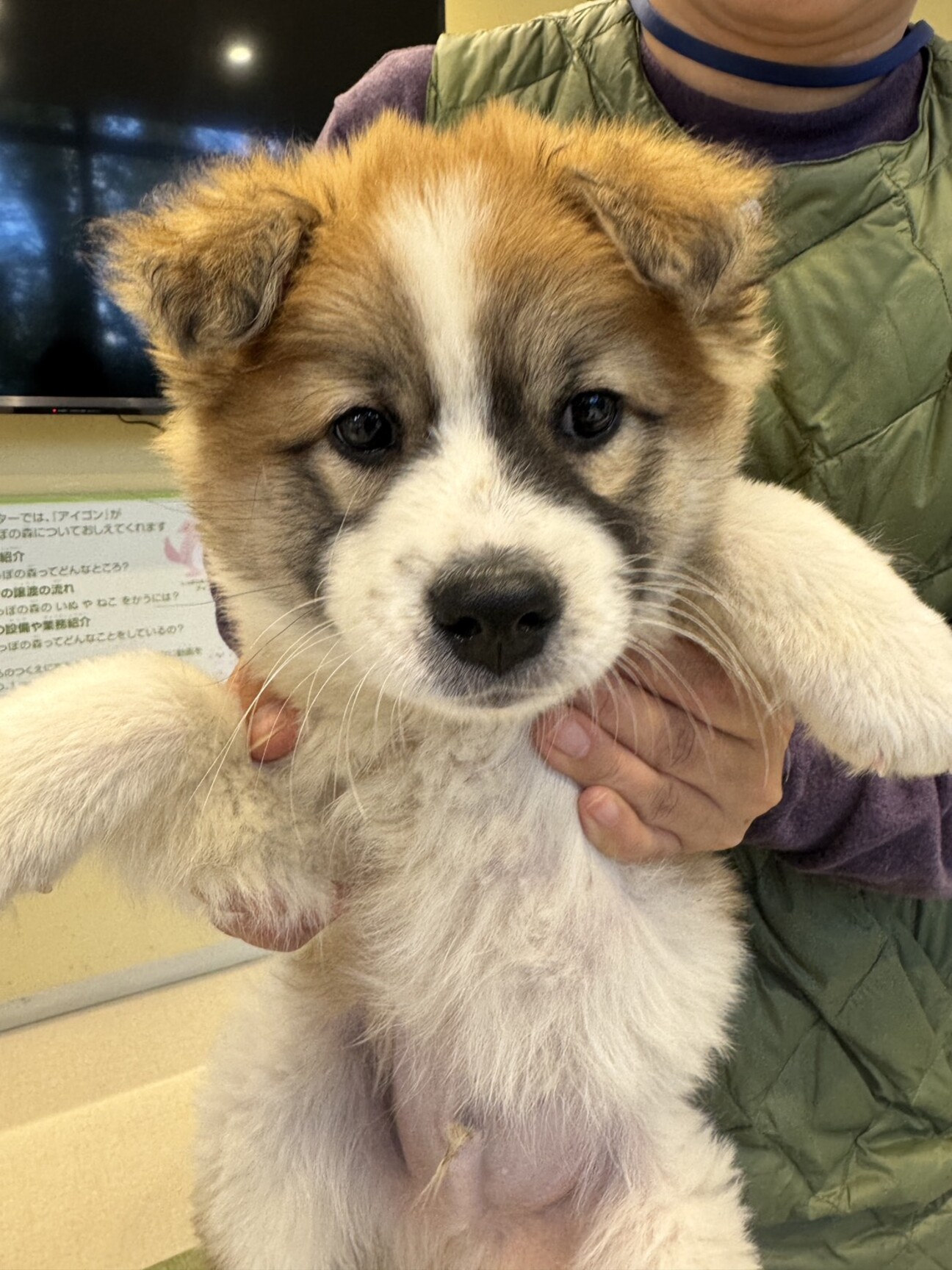 おくらちゃん、18日、譲...」東京都 - 犬の里親募集(534277) :: ペット 