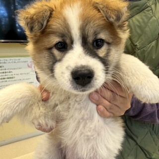 おくらちゃん、18日、譲渡会参加です。