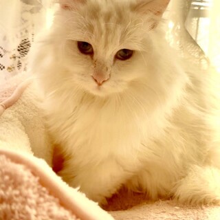 ふわふわ長毛❤️まだ若いエイズ陽性の美人さん