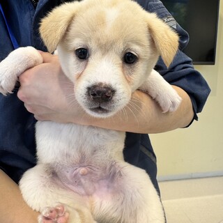 とろろちゃん、18日の譲渡会に参加です。