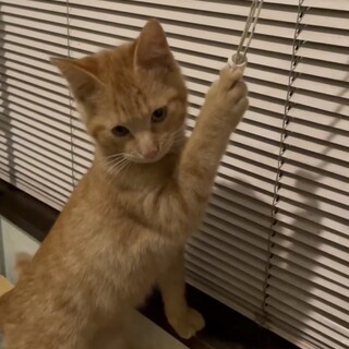 《トライアル決定》茶トラの男の子『トラくん』3ヶ月