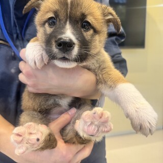 なっとうちゃん、18日譲渡会に参加します