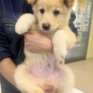 かいちょちゃん、18日譲渡会に参加します