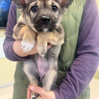 こうちょちゃん、18日譲渡会に参加します