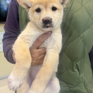 しゃちょちゃん、18日譲渡会に参加します