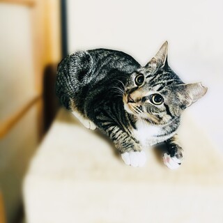 ちゅーるですぐ仲良し！スーちゃん！【西脇市】