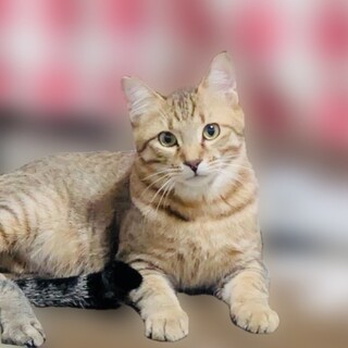 元気いっぱいボーイのとらじろう君【姫路市】