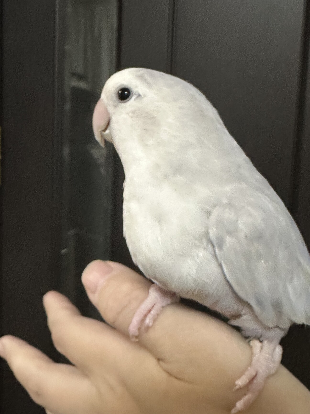 コザクラインコのペア【2」神奈川県 - 鳥の里親募集(534289