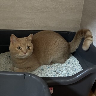 スコティッシュフォールド　オス　2歳