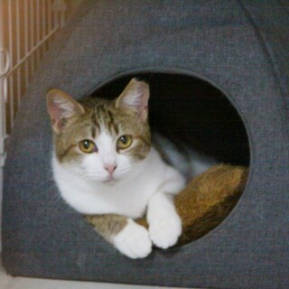 茶キジ白猫のちゃちゃ