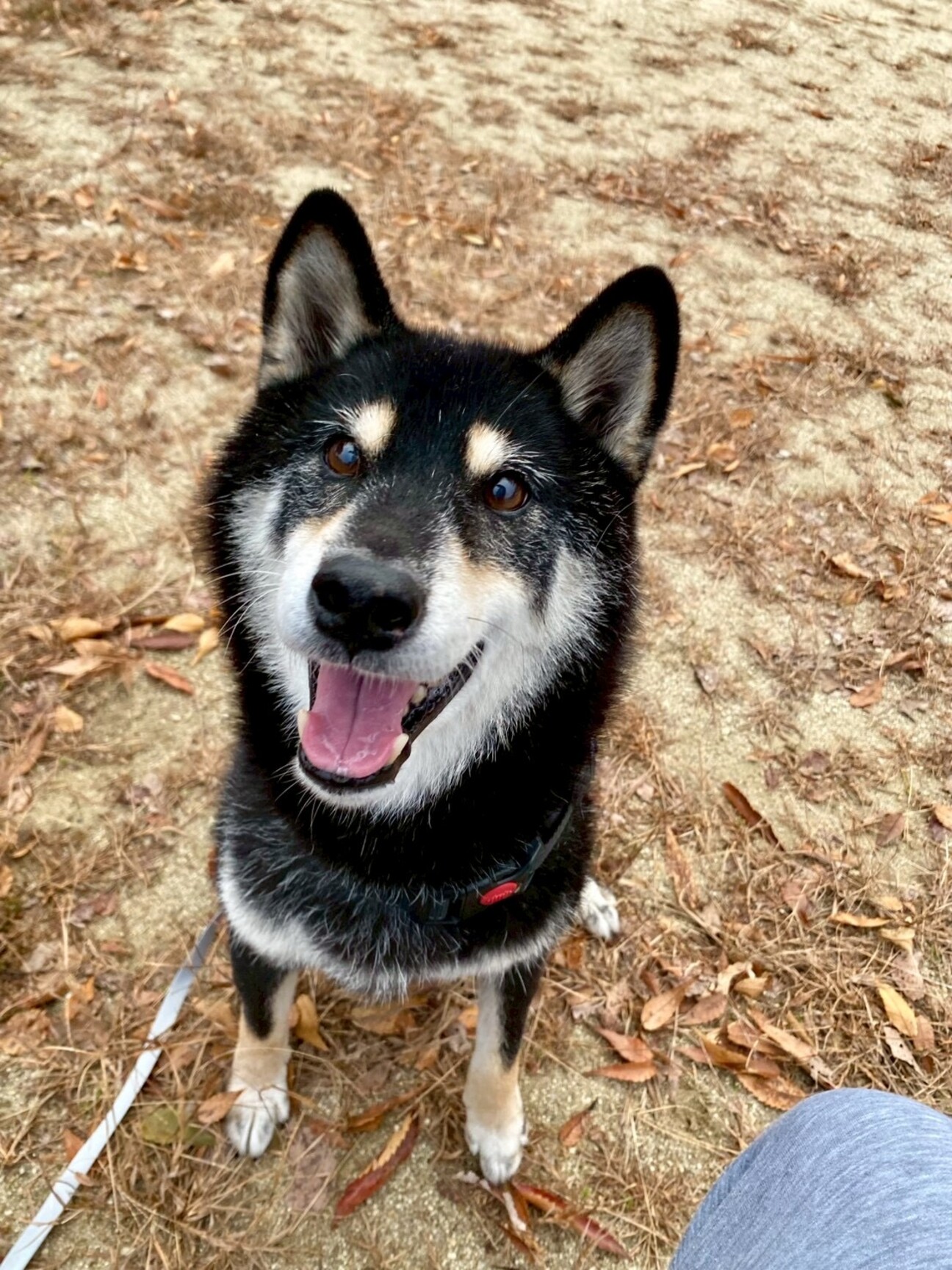 パーフェクトペット 黒柴 パーフェクトペット 黒柴 柴犬 パーフェクトペット (小サイズ) 柴犬
