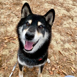 黒柴のぽんたくん